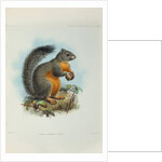 Phayre’s squirrel (Callosciurus phayrei) by Keulemans