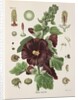 Hollyhock (Alcea rosea) by Walther Otto Müller
