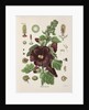 Hollyhock (Alcea rosea) by Walther Otto Müller