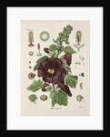 Hollyhock (Alcea rosea) by Walther Otto Müller