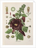 Hollyhock (Alcea rosea) by Walther Otto Müller