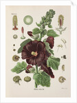 Hollyhock (Alcea rosea) by Walther Otto Müller