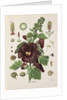 Hollyhock (Alcea rosea) by Walther Otto Müller