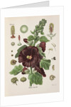 Hollyhock (Alcea rosea) by Walther Otto Müller