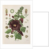 Hollyhock (Alcea rosea) by Walther Otto Müller