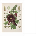 Hollyhock (Alcea rosea) by Walther Otto Müller