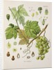 Common grape vine (Vitis vinifera) by Unknown