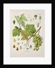 Common grape vine (Vitis vinifera) by Unknown