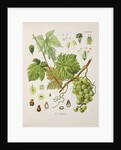 Common grape vine (Vitis vinifera) by Unknown