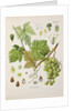 Common grape vine (Vitis vinifera) by Unknown