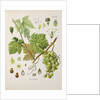 Common grape vine (Vitis vinifera) by Unknown