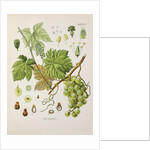 Common grape vine (Vitis vinifera) by Unknown