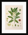Japanese star anise (Illicium anisatum) by Unknown