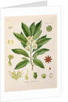 Japanese star anise (Illicium anisatum) by Unknown