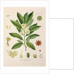 Japanese star anise (Illicium anisatum) by Unknown