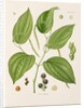 Black pepper (Piper nigrum) by Unknown