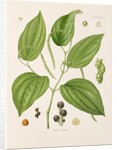 Black pepper (Piper nigrum) by Unknown