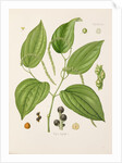 Black pepper (Piper nigrum) by Unknown