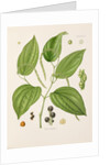 Black pepper (Piper nigrum) by Unknown