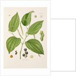 Black pepper (Piper nigrum) by Unknown