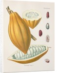 Cacao tree (Theobroma cacao) by Unknown