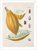 Cacao tree (Theobroma cacao) by Unknown