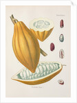 Cacao tree (Theobroma cacao) by Unknown