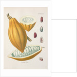 Cacao tree (Theobroma cacao) by Unknown