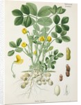 Peanut (Arachis hypogaea) by Unknown