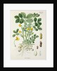 Peanut (Arachis hypogaea) by Unknown