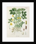 Peanut (Arachis hypogaea) by Unknown