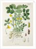 Peanut (Arachis hypogaea) by Unknown
