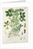 Peanut (Arachis hypogaea) by Unknown