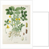 Peanut (Arachis hypogaea) by Unknown