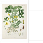 Peanut (Arachis hypogaea) by Unknown