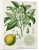 Bergamot orange (Citrus bergamia) by Unknown