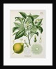 Bergamot orange (Citrus bergamia) by Unknown