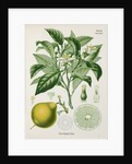 Bergamot orange (Citrus bergamia) by Unknown