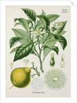 Bergamot orange (Citrus bergamia) by Unknown
