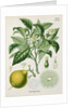 Bergamot orange (Citrus bergamia) by Unknown