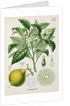 Bergamot orange (Citrus bergamia) by Unknown