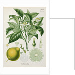 Bergamot orange (Citrus bergamia) by Unknown