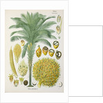 African oil palm (Elaeis guineensis) by Unknown