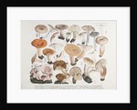 Fungi (Agaricus) by Unknown