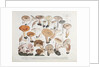 Fungi (Agaricus) by Unknown