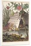 Frogs and toads (Frontispiece) by M. Tyroff