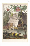 Frogs and toads (Frontispiece) by M. Tyroff