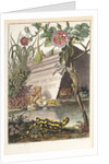Frogs and toads (Frontispiece) by M. Tyroff