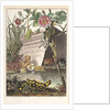 Frogs and toads (Frontispiece) by M. Tyroff
