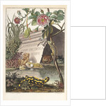 Frogs and toads (Frontispiece) by M. Tyroff